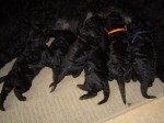 some of them in the 9th day of their life